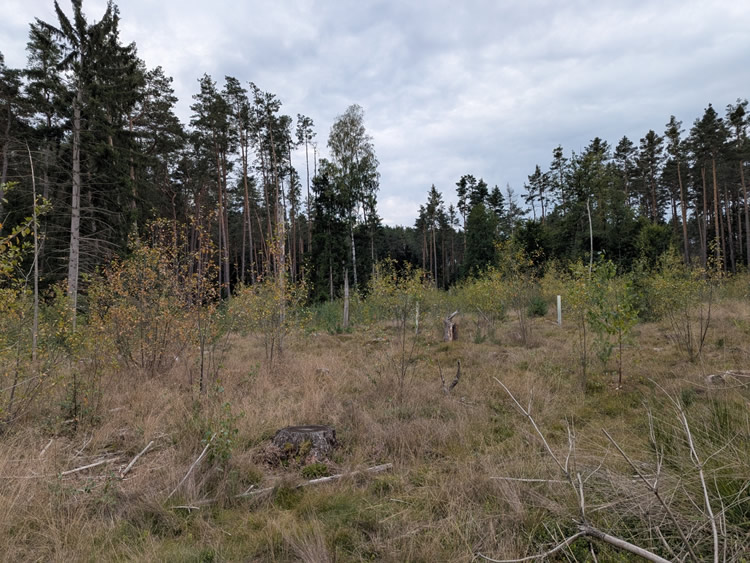 Niedermoor „Moos“ 